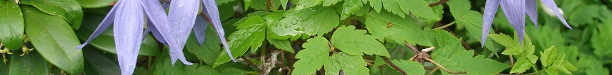 clematis