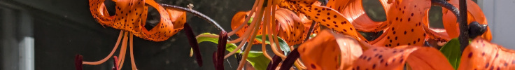 lilium